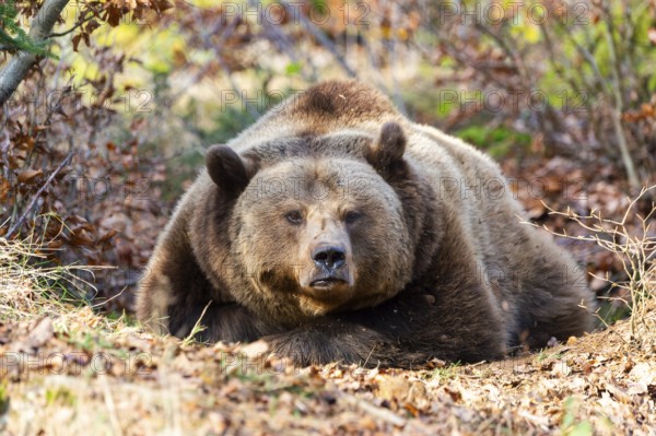Eurasian Brown Bear (Ursus arctos arctos) lying in a forest, Bavaria, Germany