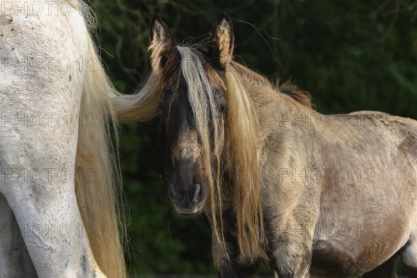 Twee paarden staan dicht bij elkaar, waarbij het ene paard zijn staart gebruikt als een interactief speelmateriaal. De zon verlicht de omgeving zachtjes