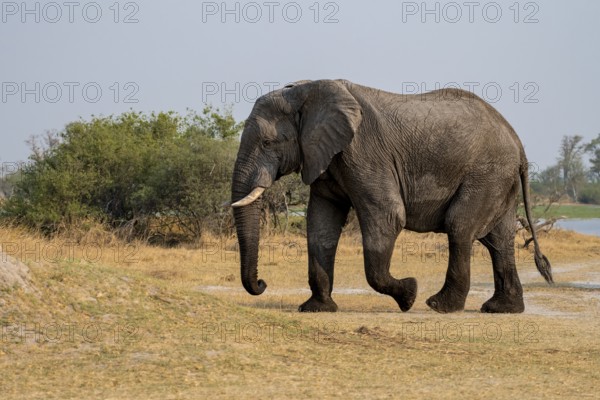 African elephant (Loxodonta africana), adult, Okavango Delta, Moremi Game Reserve, Botswana