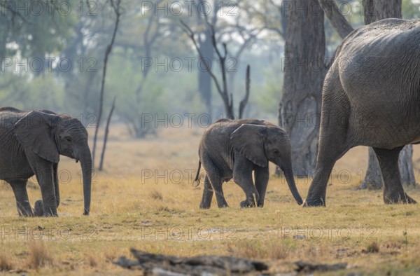 African elephant (Loxodonta africana), two young running behind the mother, Okavango Delta, Moremi Game Reserve, Botswana