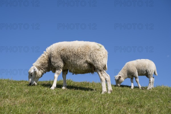 Two sheep feeding on the dyke, Pellworm Island, North Frisia, North Sea, Schleswig-Holstein, Germany