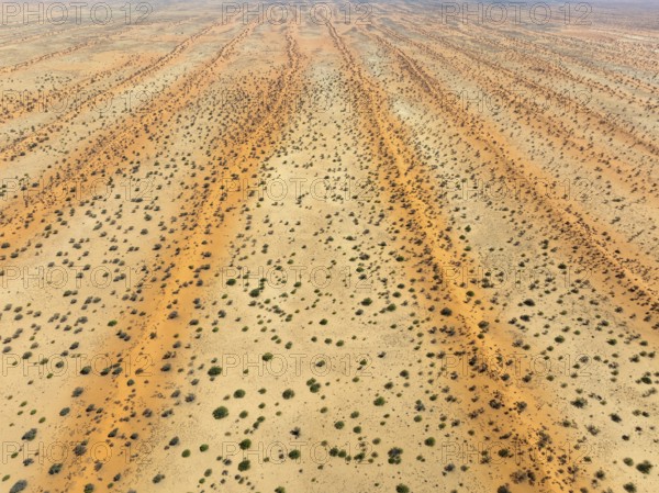 Parallel, linear sand dunes grown with camelthorn trees (Vachellia erioloba) in the Kalahari Desert. Aerial view. Drone shot. Namibia