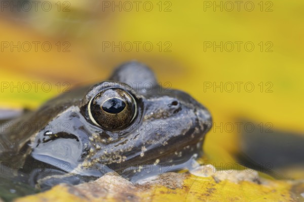 Common frog (Rana temporaria) adult amphibian in a garden pond with fallen autumn leaves on the water surface, England, United Kingdom