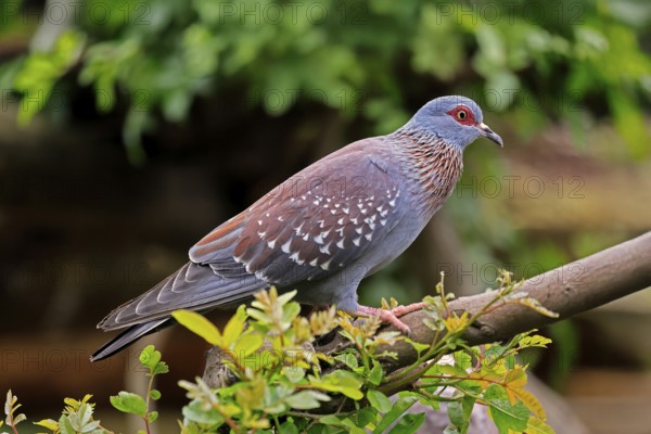 Guinea Pigeon (Columba guinea), Streak-necked Pigeon, adult, on tree, Cape Town, South Africa