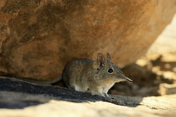 Short-eared elephant shrew (Macroscelides probosideus), adult, foraging, Mountain Zebra National Park, Eastern Cape, South Africa