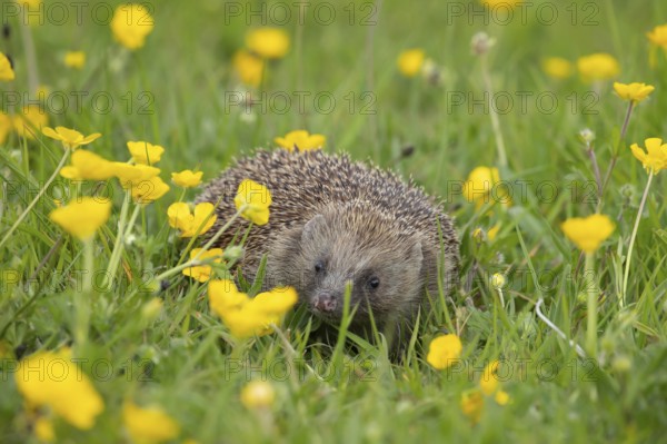 European hedgehog (Erinaceus europaeus) adult animal in a spring time meadow with flowering Buttercups, Suffolk, England, United Kingdom