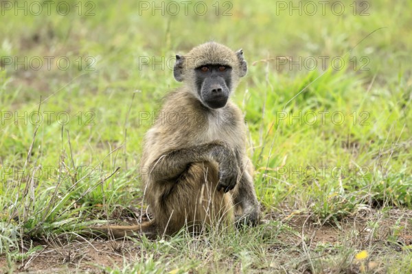 Bear baboon, Chakma baboon (Papio ursinus), adult, on ground, sitting, alert, Kruger, Kruger National Park, South Africa
