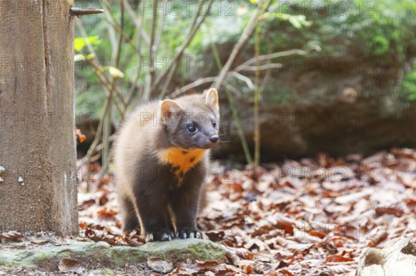 European pine marten (Martes martes) in a forest in autumn, Bavaria, Germany