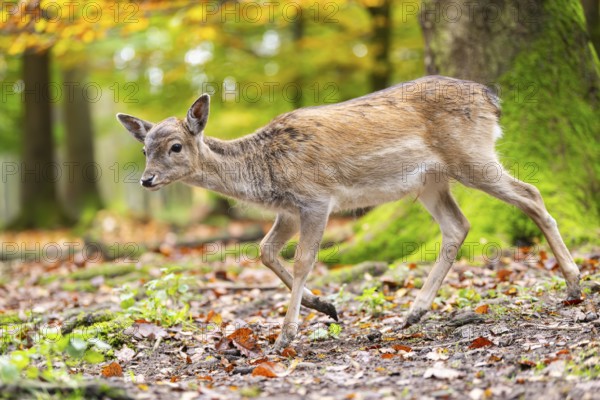 European fallow deer (dama dama) fawn walking in a forest on a foggy day in autumn, Bavaria, Germany