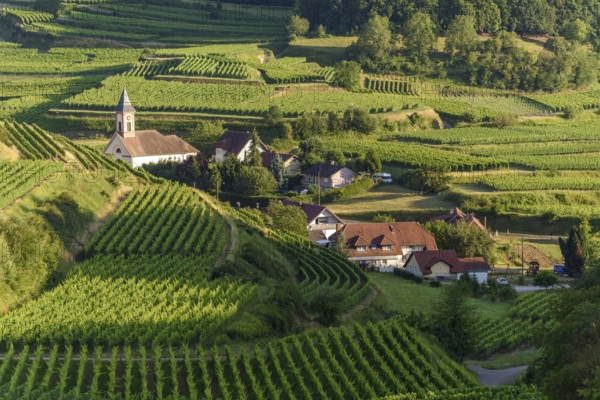 Het uitzicht toont een schilderachtig dorp omringd door uitgestrekte wijngaarden op de heuvels, met een kronkelige Weg die door het landschap slingert tijdens de namiddag. Vogtsburg im Kaiserstuhl, Germany