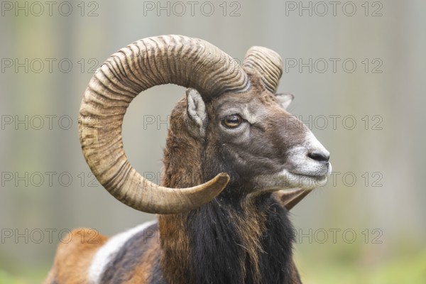 European mouflon (Ovis aries musimon) ram (male) lying in a forest in autumn, portrait, Bavaria, Germany