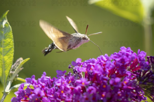 Dove tail (Macroglossum stellatarum) hovering over purple flowers of the summer lilac (Buddleja davidii), Ternitz, Lower Austria, Austria
