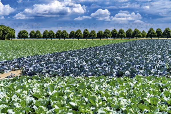 Agriculture, fields, cabbage cultivation, red cabbage and white cabbage, near Kempen on the Lower Rhine, North Rhine-Westphalia, Germany