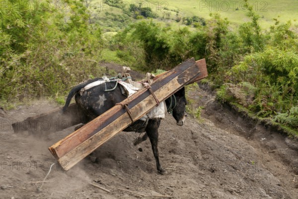 Draft mule, Mule carrying planks down a mountain, Imbabura province, Ecuador, South America