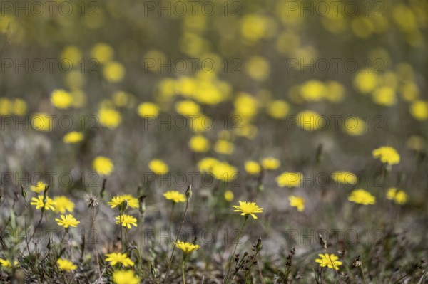 Hawkweed (Hieracium), Emsland, Lower Saxony, Germany