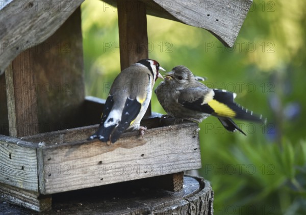 Goldfinch, goldfinch, (Carduelis carduelis) feeds its chick, offspring at the birdhouse
