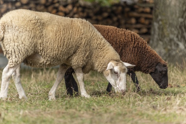 Een wit schaap staat rustig in een veld, terwijl een bruin schaap onder het witte schaap in het grass aan het grazen is. Bas Rhin, Alsace, France