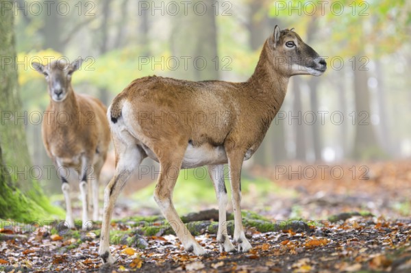 European mouflon (Ovis aries musimon) sheep (female) standing in a forest in autumn, Bavaria, Germany