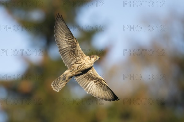Peregrine falcon (Falco peregrinus) flying, autumn, Bavaria, Germany