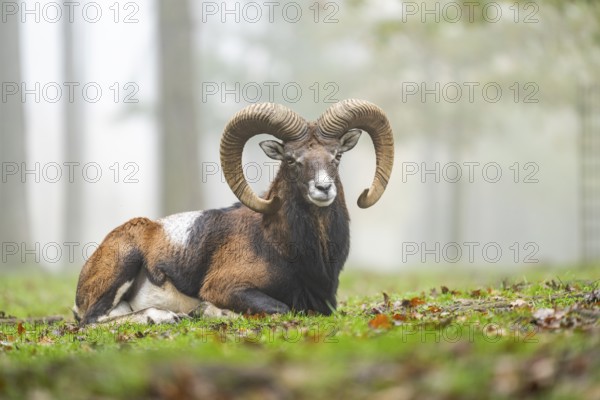 European mouflon (Ovis aries musimon) ram (male) lying in a forest in autumn, Bavaria, Germany