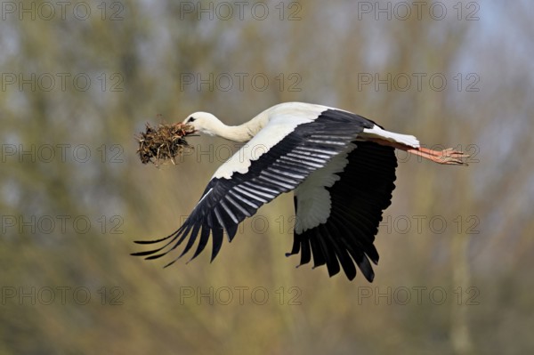 White stork (Ciconia ciconia), with nesting material in its beak in flight, Canton Aargau, Switzerland