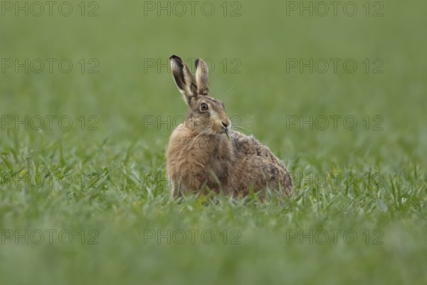 European brown hare (Lepus europaeus) adult animal feeding in a farmland cereal field in springtime, England, United Kingdom