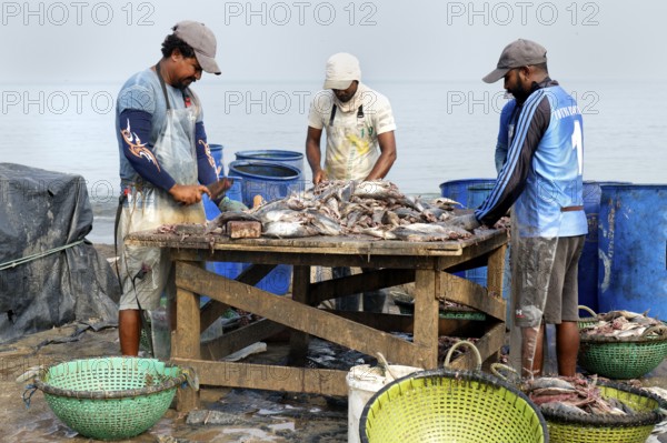 Fishermen cleaning and preparing fish for the market, Negombo, Sri Lanka