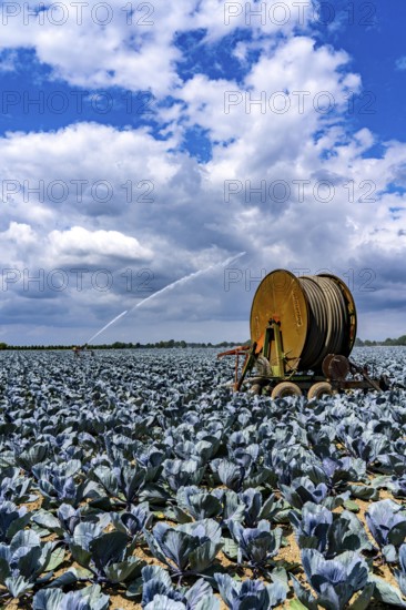 Agriculture, artificial irrigation of a field, irrigation system, cabbage cultivation, red cabbage, near Kempen on the Lower Rhine, North Rhine-Westphalia, Germany