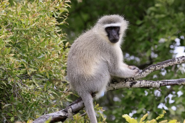 Vervet Monkey (Chlorocebus pygerythrus), adult, sitting, tree trunk, Kruger, Kruger National Park, South Africa