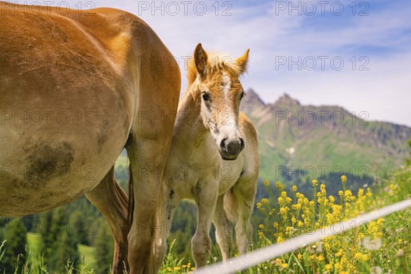 Horse and foal on a green meadow with blooming flowers and mountain scenery, hike to the Schlehrn, Alpe di Siusi, Dolomites, South Tyrol, Italy