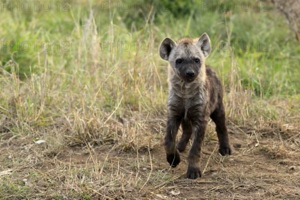 Spotted hyena (Crocuta crocuta), spotted hyena, young animal, alert, curious, Kruger, Kruger National Park, South Africa