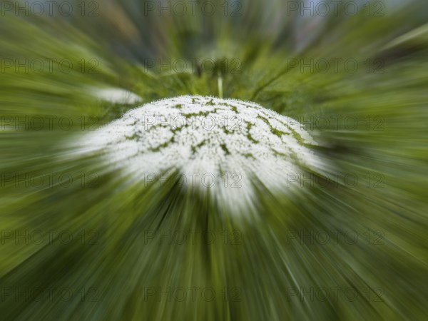 Bishop's weed, small cartilaginous carrot, toothpick cartilaginous carrot, toothpick herb, toothpick ammei (Visnaga daucoides), zoom effect