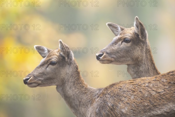 European fallow deer (dama dama) doe standing in a forest on a foggy day in autumn, portrait, Bavaria, Germany
