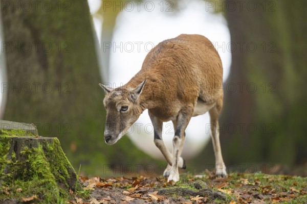 European mouflon (Ovis aries musimon) sheep (female) walking in a forest in autumn, Bavaria, Germany