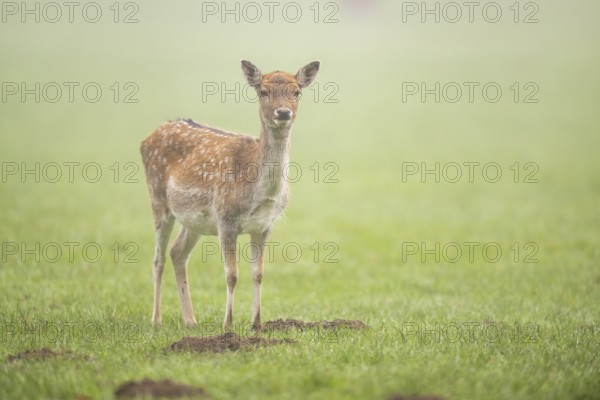 European fallow deer (dama dama) doe standing on a meadow on a foggy day in autumn, Bavaria, Germany