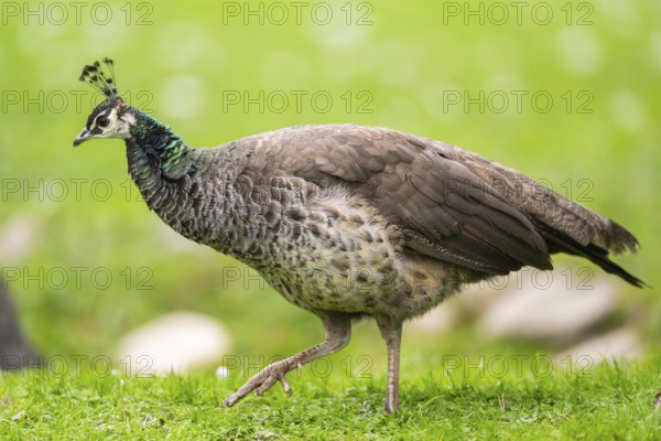 Indian peafowl (Pavo cristatus) walking on a meadow, Bavaria, Germany