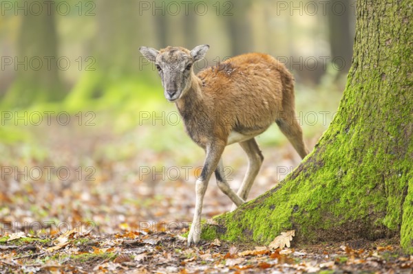 European mouflon (Ovis aries musimon) sheep (female) walking in a forest in autumn, Bavaria, Germany