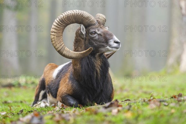 European mouflon (Ovis aries musimon) ram (male) lying in a forest in autumn, Bavaria, Germany