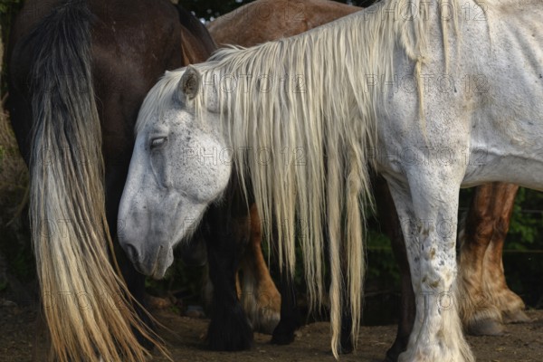A white pair with long, golden manes are found between a large group of thick and brown pairs. Het is een zonnige dag en de dieren zijn ontspannen in het gras. Bas Rhin, Alsace, France