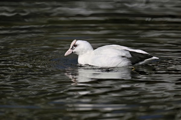 Eurasian Coot (Fulica atra), leucistic, partly albino, swimming, Lake Zug, Switzerland