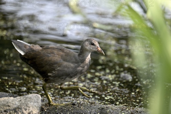 Green-footed moorhen (Gallinula chloropus), female, Lower Rhine, North Rhine-Westphalia, Germany