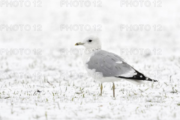 Mew Gull (Larus canus) in winter inland, sitting, resting on snow-covered farmland, white bird on white background, probably young bird in second winter, native nature, Lower Rhine, Rhineland, North Rhine-Westphalia, Germany, Western Europe