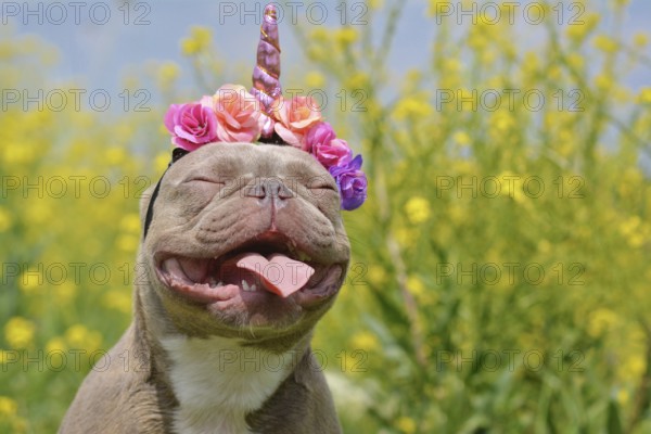 Funny French Bulldog dog with closed eyes and pink unicorn headband and tongue sticking out in front of blurry yellow flowers