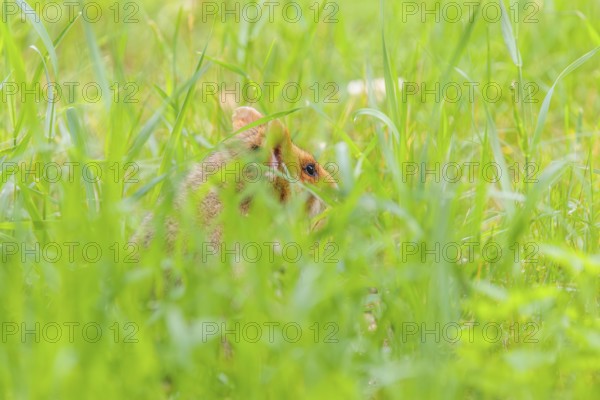 A European hamster (Cricetus cricetus) collects herbs, grass and daisies in a fresh green meadow