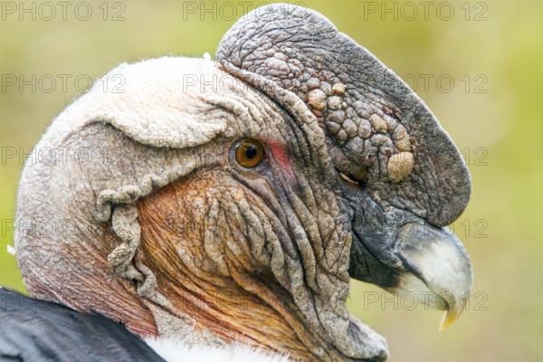 Andean condor (Vultur gryphus), Condor male perched on a rock, Portrait, Close-up, Cotopaxi national park, Cotopaxi, Napo and Pichincha provinces, Ecuador, South America