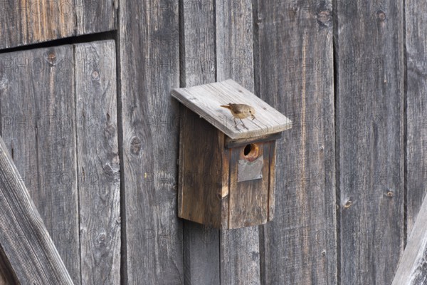 A redstart (Phoenicurus phoenicurus) female stands on a birdhouse and has insects in her beak, animal photo, bird, bird species, nature photo, wildlife, fauna, Morter, Latsch, Italy