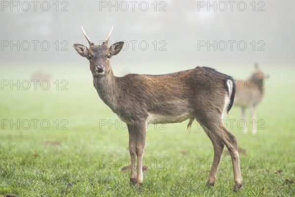 European fallow deer (dama dama) buck standing on a meadow on a foggy day in autumn, Bavaria, Germany