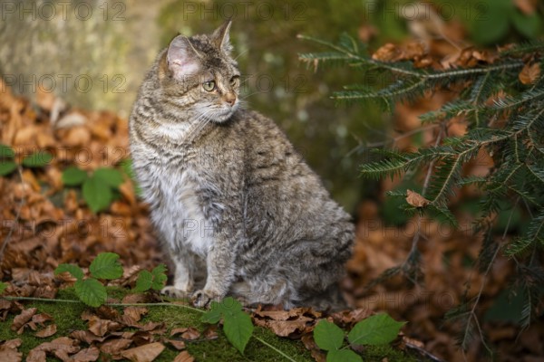 European wildcat (Felis silvestris silvestris) sitting in a forest in autumn, Bavaria, Germany