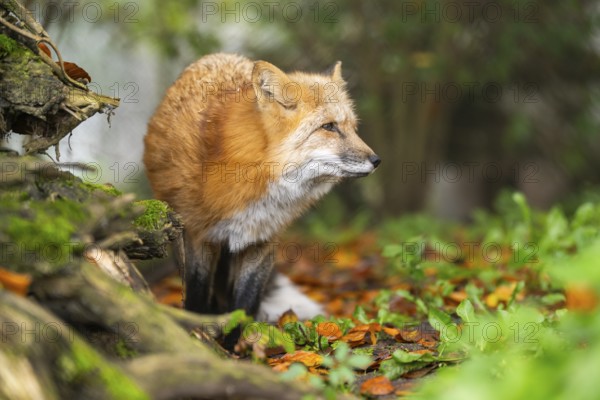 Red fox (Vulpes vulpes) staning in a forest in autumn, Bavaria, Germany