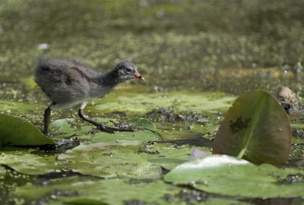 Green-footed moorhen (Gallinula chloropus), chick running over water plants, Lower Rhine, North Rhine-Westphalia, Germany